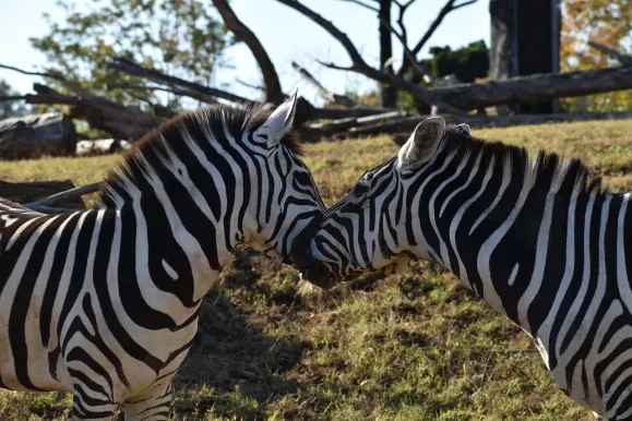 LunarSlots Casino Ënnerstëtzung